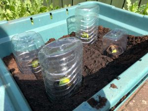 broad bean seedlings covered with home made plastic bottle propagators