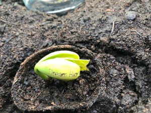 gardening with children - broad been seedling printed with the words "dream big"