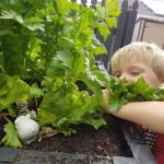 boy in garden eating celery straight from the plant