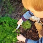 boy in garden snipping fresh parsley from the plant
