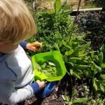 child in garden picking food he has grown himself